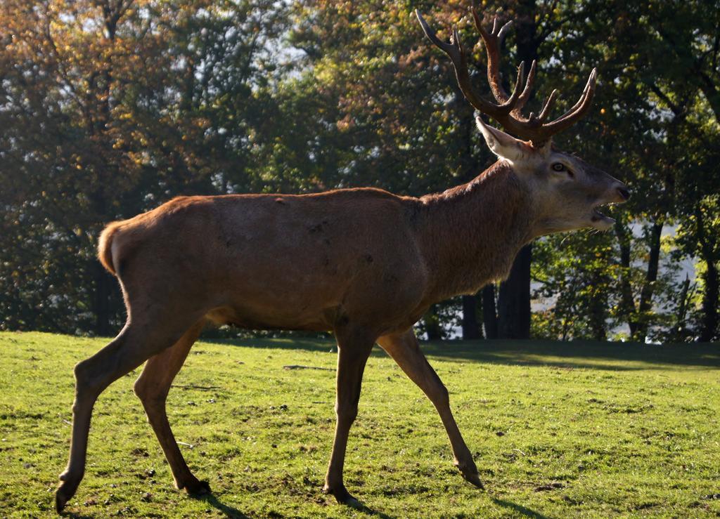 Landgasthof Hirschen Hohenems Zewnętrze zdjęcie